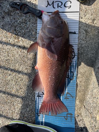コブダイの釣果