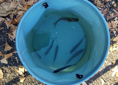 カワムツの釣果