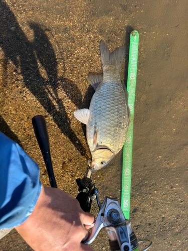 ヘラブナの釣果