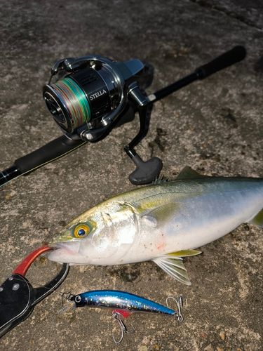 コズクラの釣果