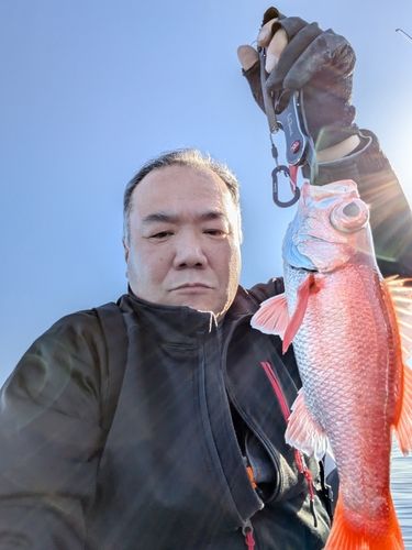 アカムツの釣果