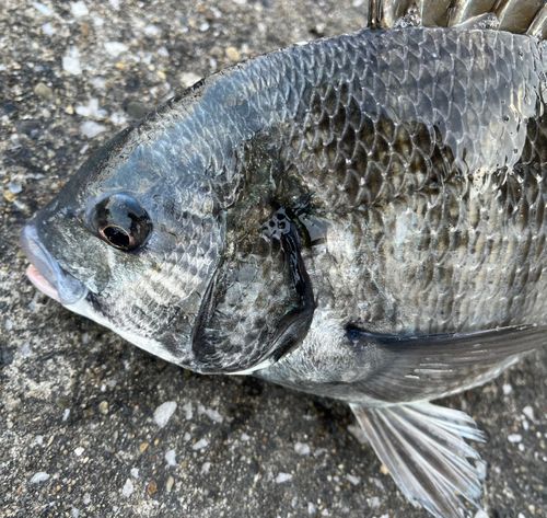 チヌの釣果