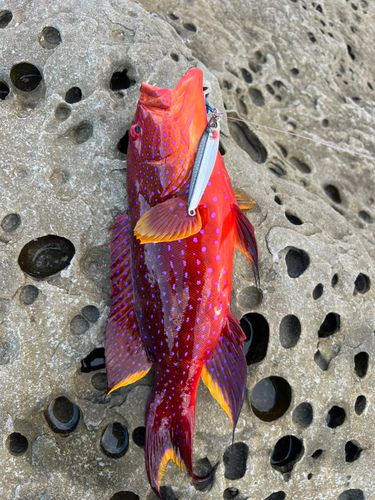 バラハタの釣果