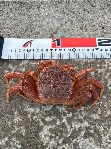 クリガニの釣果