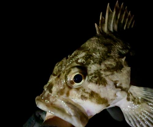 ムラソイの釣果