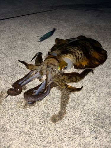 アオリイカの釣果