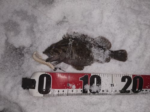 クロソイの釣果