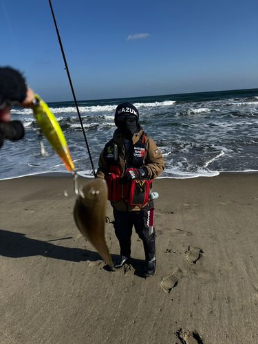 シタビラメの釣果