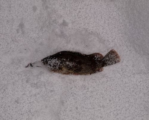 ヨロイメバルの釣果