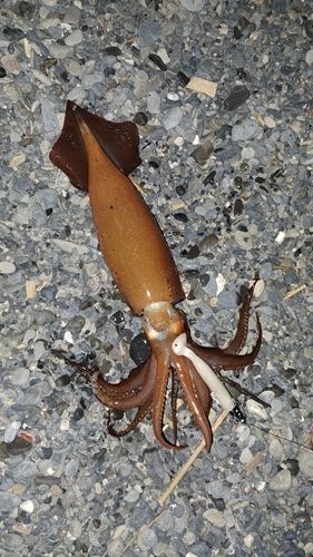 スルメイカの釣果