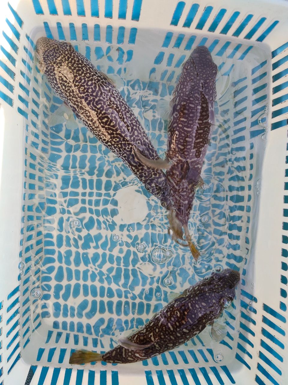 ショウサイフグ