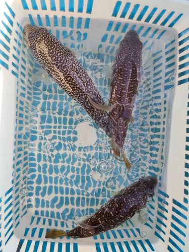 ショウサイフグの釣果