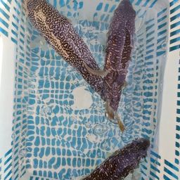 ショウサイフグ