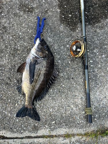 チヌの釣果