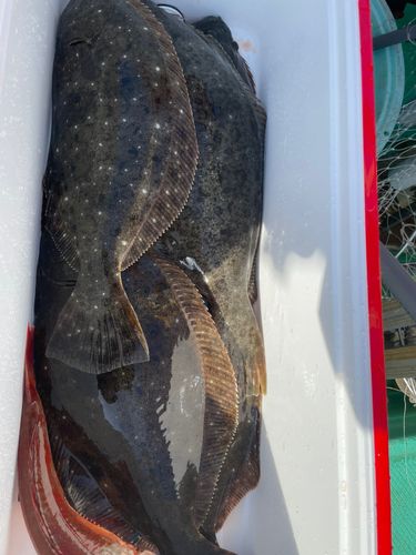 ヒラメの釣果