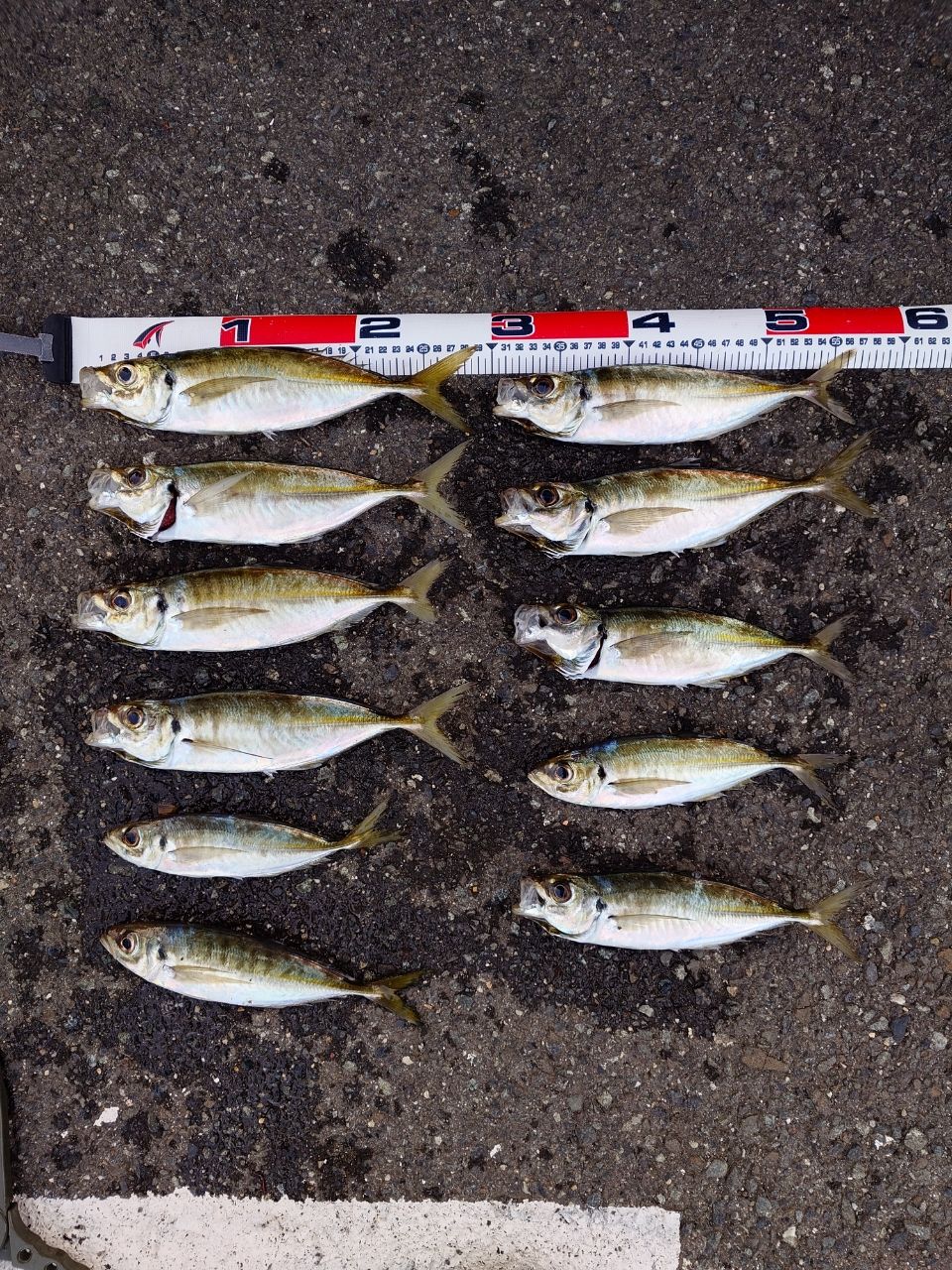 さきりょうた　シマノアジングロッド 23ソアレBB S610L-S SHIMANO 23ソアレ BB アジング S610L-Sの最安値・インプレ・釣果