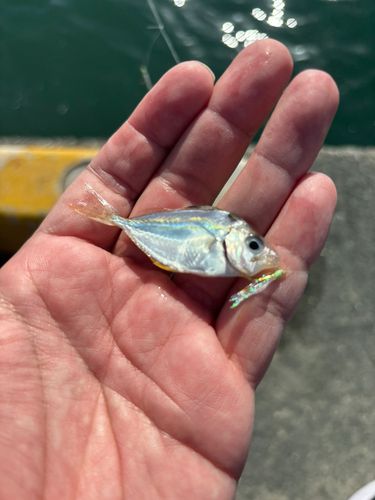 ヒイラギの釣果