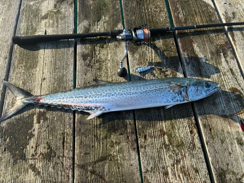 サワラの釣果