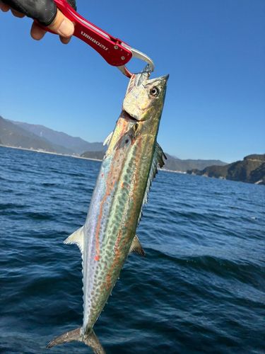 サゴシの釣果