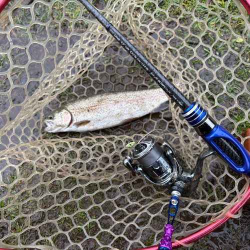 ニジマスの釣果