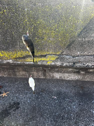 磯子海づり施設