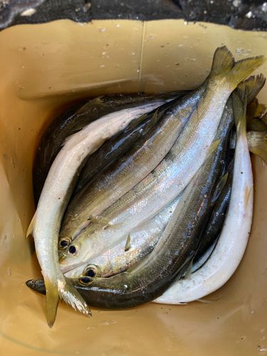 カマスの釣果