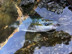 ヤズの釣果