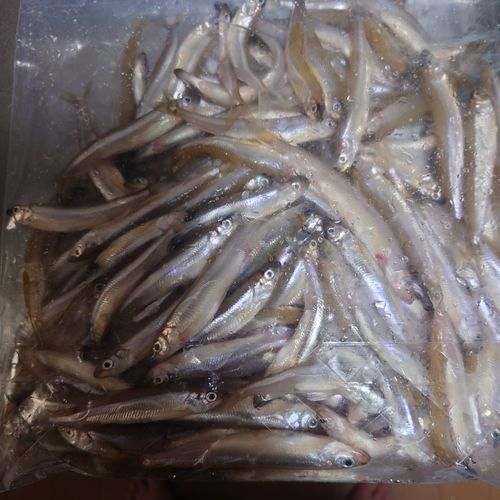 ワカサギの釣果