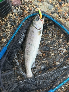 ニジマスの釣果