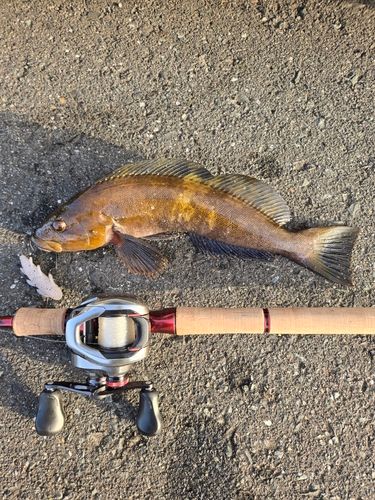 アイナメの釣果