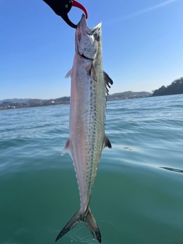 サゴシの釣果