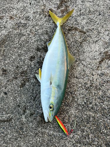 フクラギの釣果