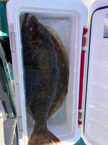 ヒラメの釣果