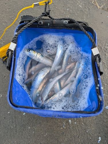 イワシの釣果