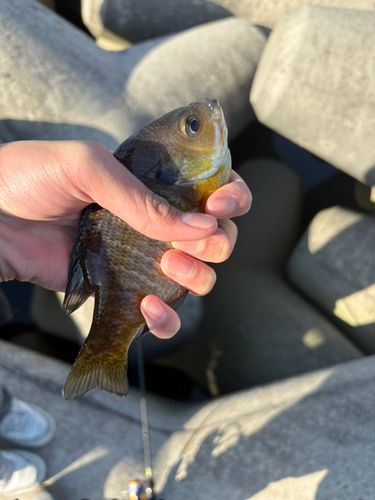 ブルーギルの釣果