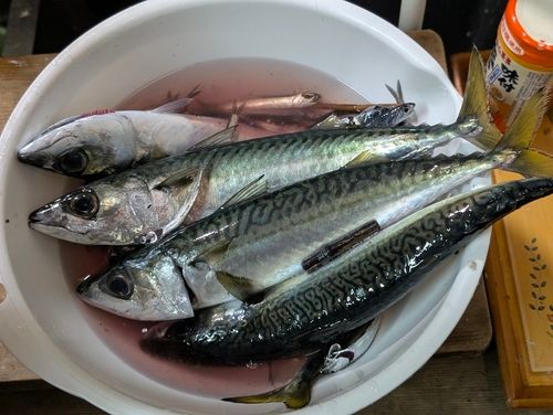 サバの釣果