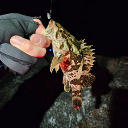 タケノコメバル