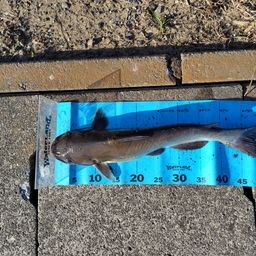 アメリカンキャットフィッシュ