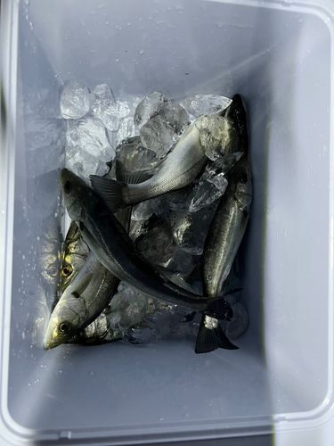 セイゴ（マルスズキ）の釣果