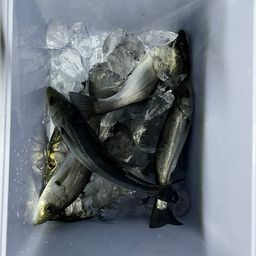 セイゴ（マルスズキ）