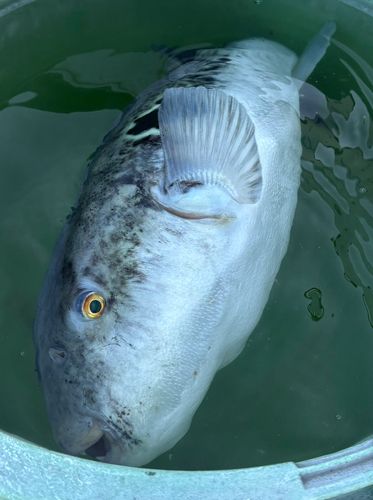 トラフグの釣果
