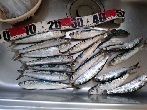イワシの釣果