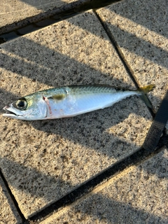 サバの釣果