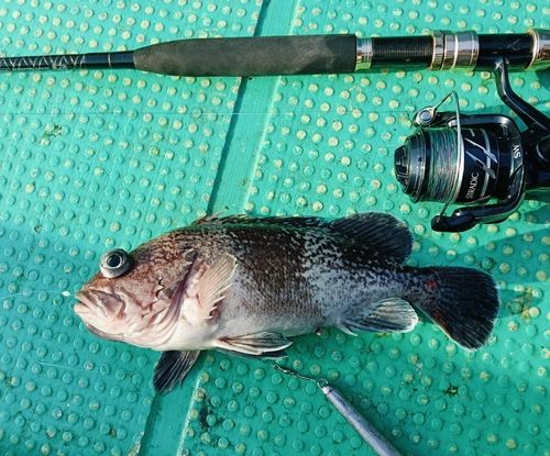 マゾイの釣果