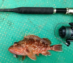 ウッカリカサゴの釣果