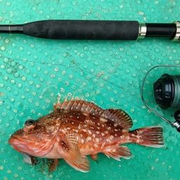 ウッカリカサゴ