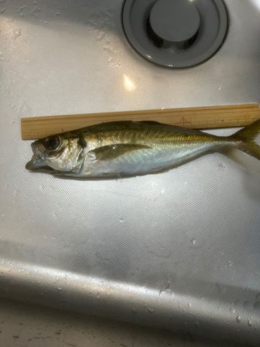 マアジの釣果