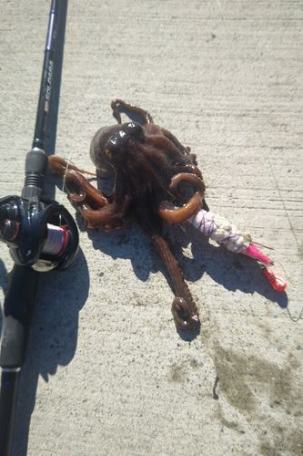 タコの釣果