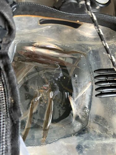 ワカサギの釣果