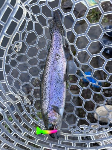 ニジマスの釣果